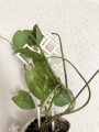 IMG_7559.jpeg