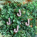CottonCord – kopia.png