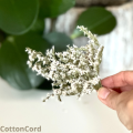 CottonCord.png