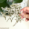 CottonCord.png