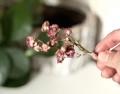 IMG_4562.jpeg
