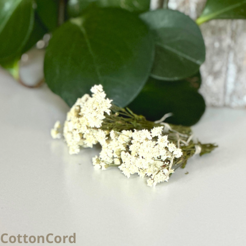 CottonCord.png