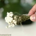 CottonCord.jpeg