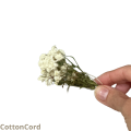 CottonCord.png