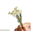 CottonCord.png