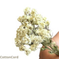 CottonCord.png