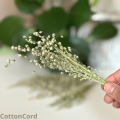 CottonCord.png