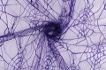 IMG_5286.jpeg