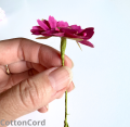 CottonCord.png