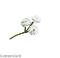 CottonCord.png