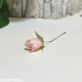 CottonCord (Post na Instagram).png