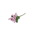 CottonCord – kopia.png