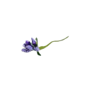 CottonCord – kopia.png