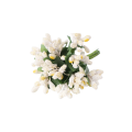 CottonCord – kopia.png