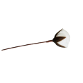 CottonCord – kopia.png