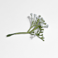 CottonCord – kopia.png