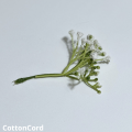 CottonCord – kopia.png