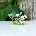 CottonCord – kopia.png
