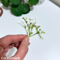 CottonCord – kopia.png