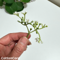 CottonCord – kopia.png