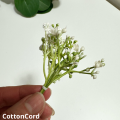 CottonCord – kopia.png