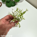 CottonCord – kopia.png