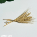 CottonCord – kopia.png