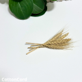 CottonCord – kopia.png