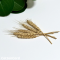 CottonCord – kopia.png