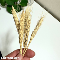 CottonCord – kopia.png