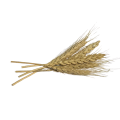 CottonCord – kopia.png