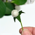 CottonCord – kopia.png