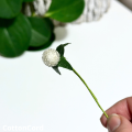 CottonCord – kopia.png